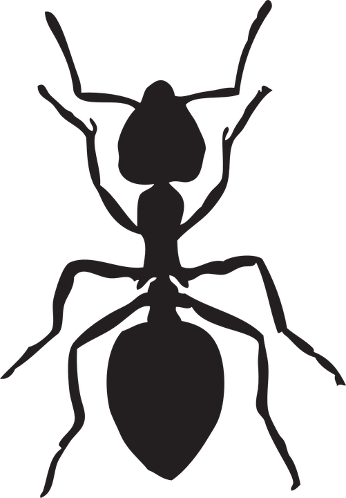 Ants Clipart Hewan - Ant Graphic (501x720)
