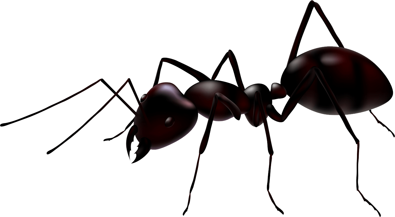 Pre Ant Cliparts Clip Art Carwad - Ant Vector (1351x744)