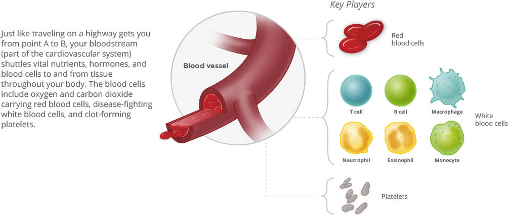 Blood Cancer Habitat - Circulatory System (1010x469)