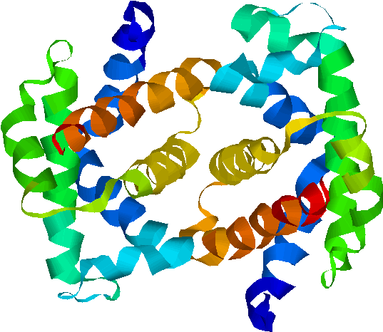 Fetal Hemoglobin - Structure Of Foetal Haemoglobin (612x522)