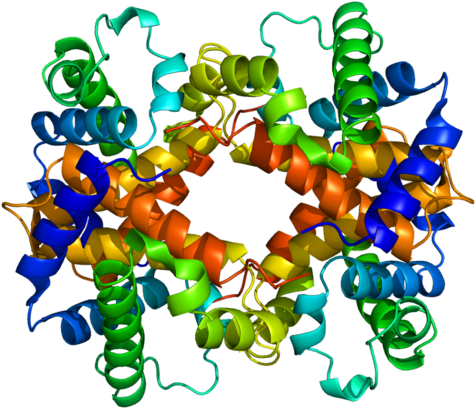 Available Structures - Beta Globulin 3d Structure (500x433)