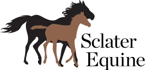 Sclater Equine, Equine Vet Dorset - Sclater Equine (500x244)