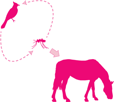 Eastern Equine Encephalitis - Eastern Equine Encephalitis Virus (436x380)