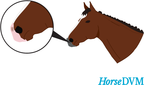 The - Sorrel (552x363)