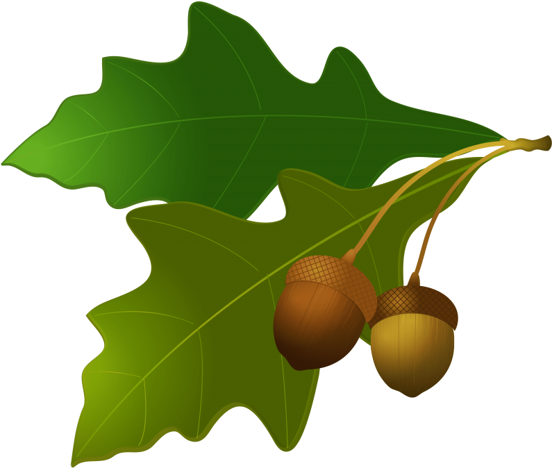 Free Png Acorn Png Images Transparent - Portable Network Graphics (850x736)