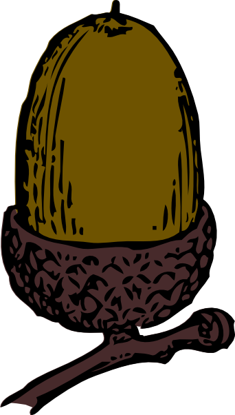 Acorn Clip Art - Acorn Clip Art (342x602)