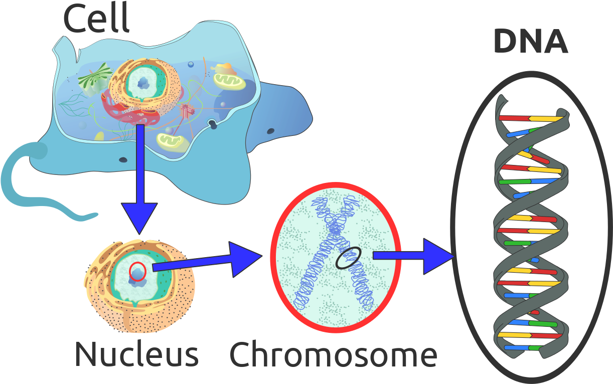 Organization Of Dna In A Eukaryotic Cell - Dna In A Cell (1280x790)