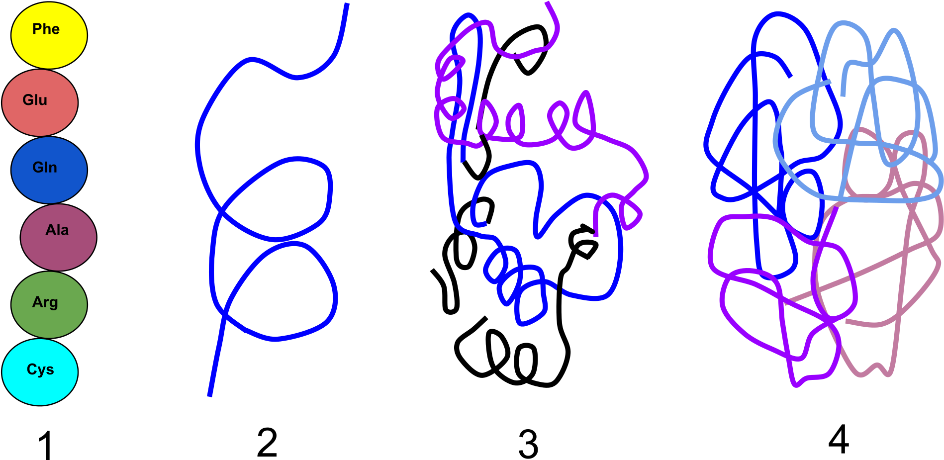 Open - 4 Levels Of Organization In Proteins (2000x1152)