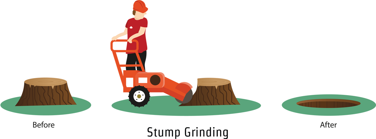 An Illustration Demonstrating Stump Grinding In Southampton, - Southampton (1200x444)