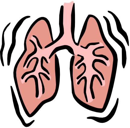 Lungs Clipart Png (432x424)