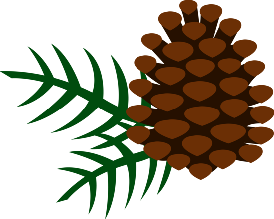 Clip Art Pine Cone (550x440)