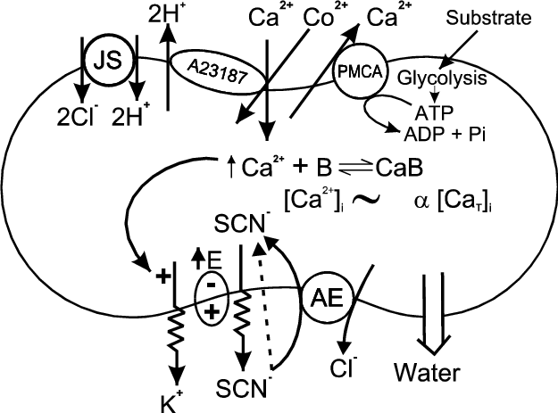 Download - Diagram (625x463)