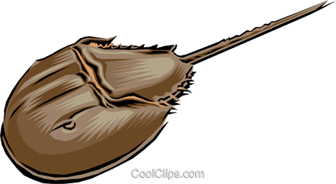 Horseshoe Crab Royalty Free Vector Clip Art Illustration - Horseshoe Crab Clipart (480x263)