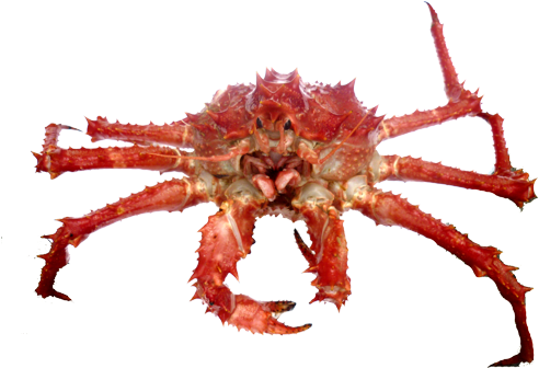 Download Free Photo Report - King Crab (500x353)