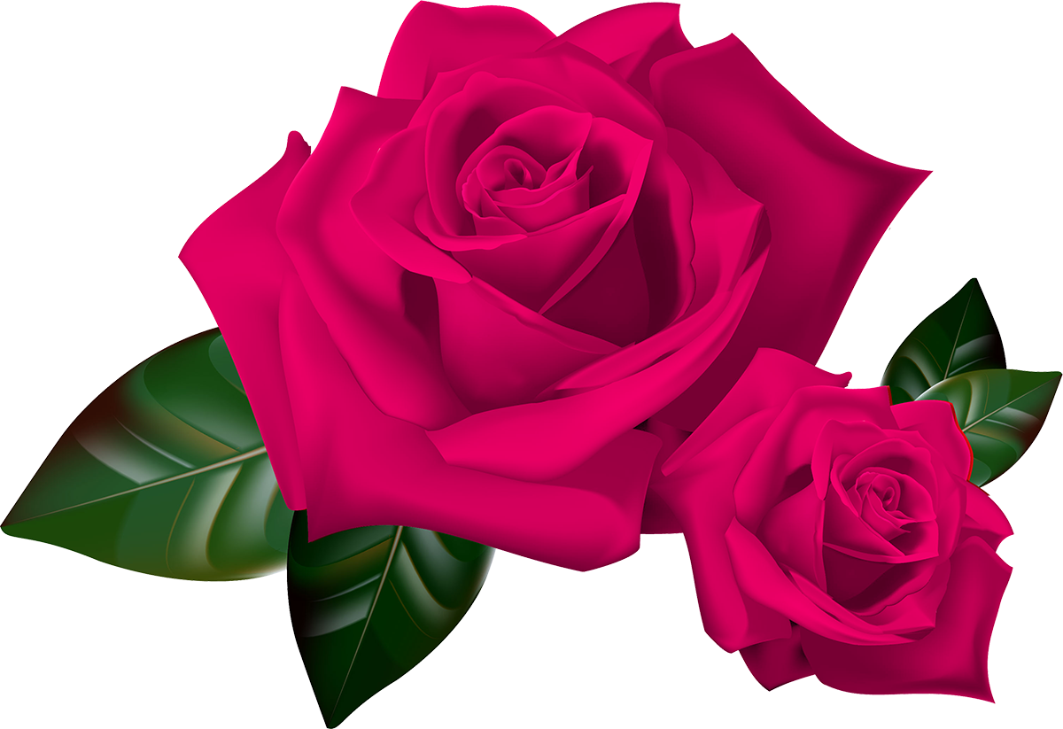 Beautiful Rose 1 - Rose Clipart (1200x823)