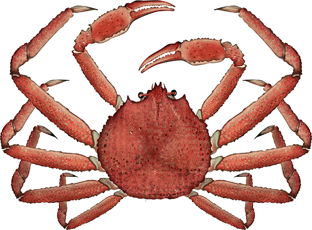Download Free Photo Report - Alaskan King Crab Fishing (640x473)