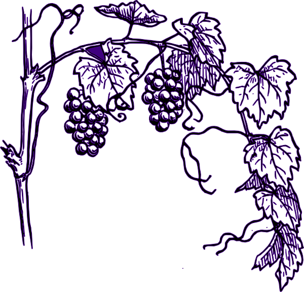 Purple Grape Vine Clip Art At Clker Grape Tree Clipart - Vine Clipart Black And White (600x576)