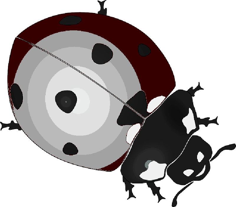 Red, Lady, Cartoon, Gradient, Ladybug, Bug, Insect - Ladybug Clip Art (800x702)