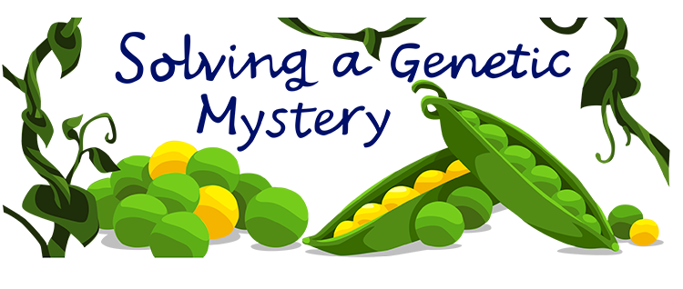 Mendel's Peas - Gregor Mendel And Pea Plants (750x318)