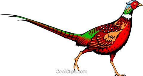 A Pheasant Male Clip Art - Pheasant Clipart (480x258)