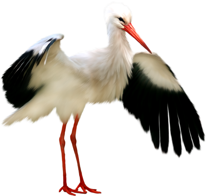 Animal - Stork Bird Kiss (685x654)