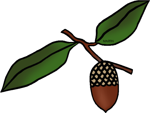 State Tree Of Iowa - Live Oak (648x499)