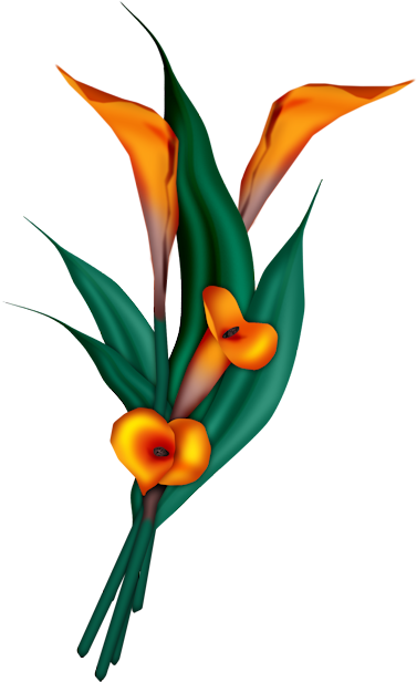 Plants, Flowers, Album, Amor, Blossoms, Plant, Bloemen, - Flower (420x647)