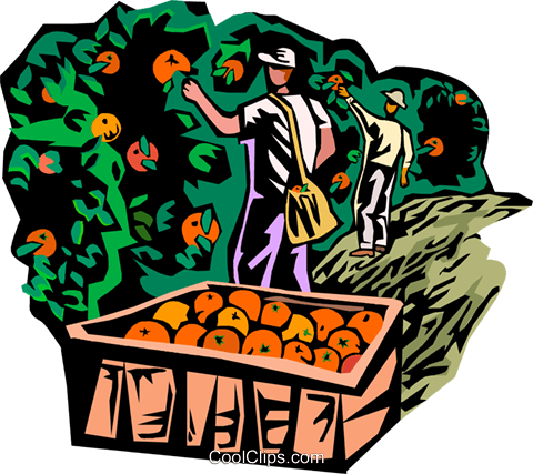 Picking Fruit Royalty Free Vector Clip Art Illustration - Fruit Picking Png (480x427)
