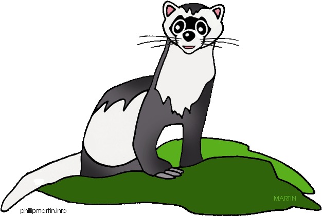 Ferret Clip Art - Clip Art (648x452)