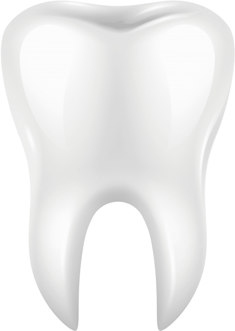 Free Png White Tooth Png Clip Art Png Images Transparent - Forma De Un Diente (480x676)
