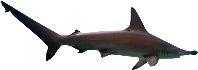 Digital Marketing - Bronze Hammerhead Shark (1000x667)