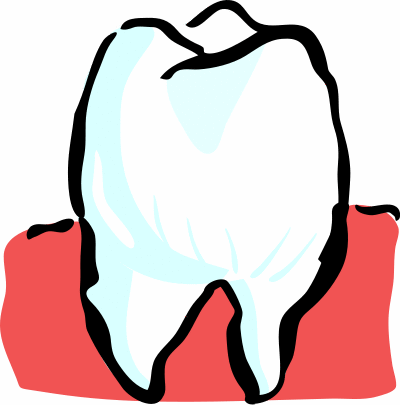 Body Clip Art - Tooth Parts Of The Body (400x405)