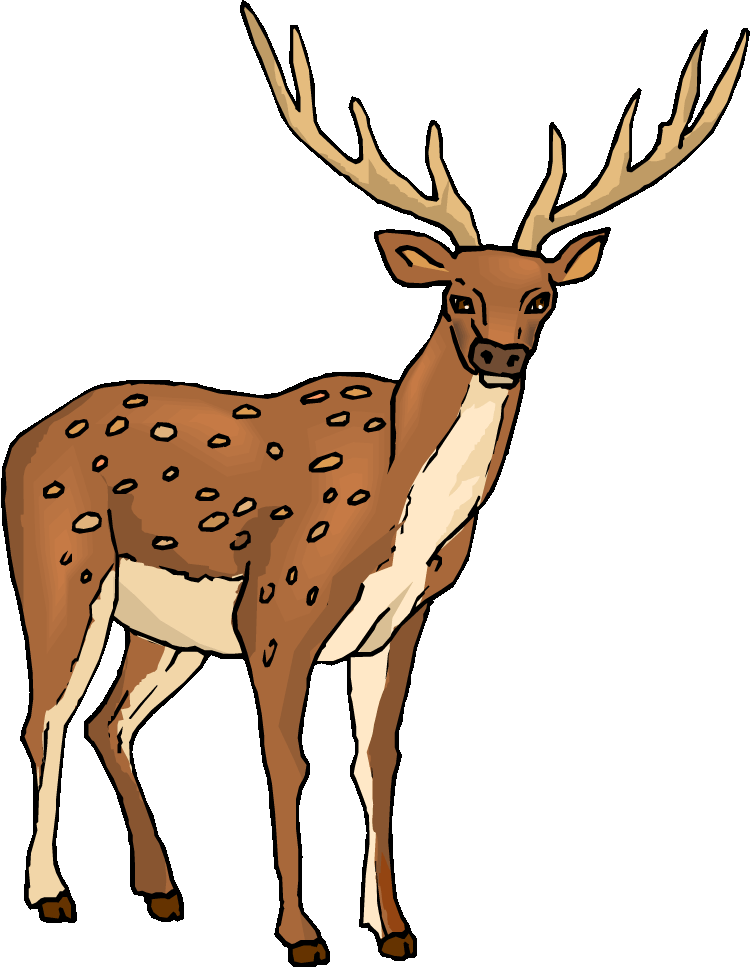 Baby Deer Clipart Free Download Clip Art Free Clip - Deer Clipart Png (750x968)