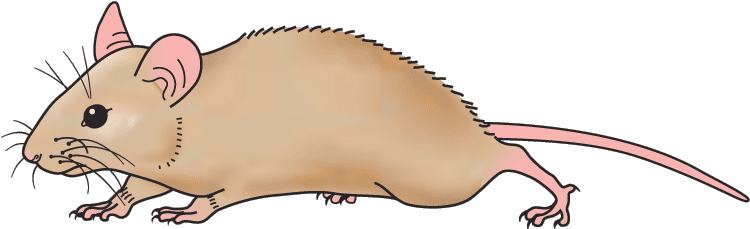 Rodent Clipart Little Mouse - Mouse Cliparts (750x281)