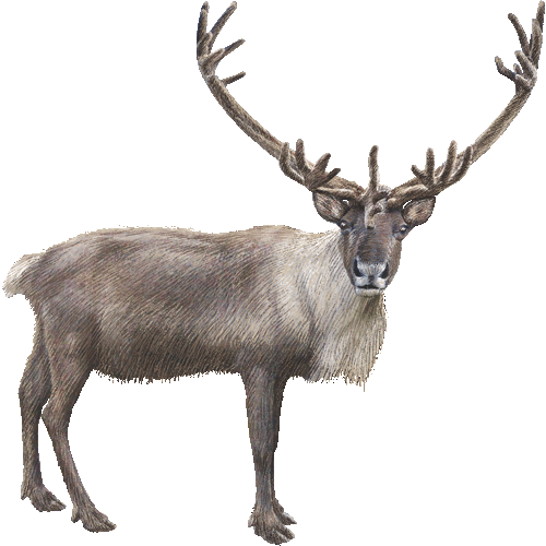 Caribou Clipart - Caribou Clip Art (500x500)