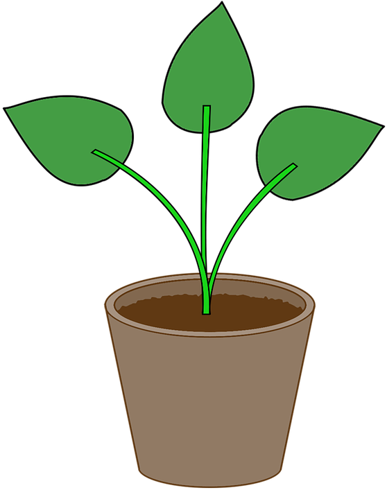 Plant, Flowerpot, Pot, Gardening, Leaf, Houseplant - Crop (720x720)