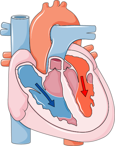 Coeur - Système De Conduction Du Coeur (384x490)