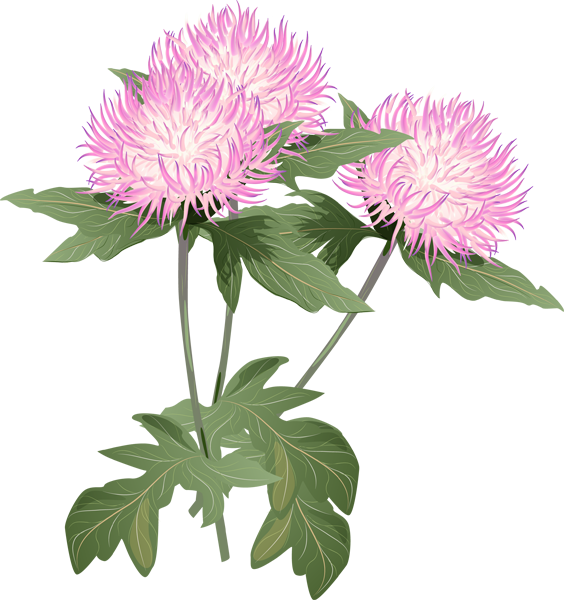 A Bouquet Of Summer Flowers Clip Art - Thistle Flower Clipart (564x600)