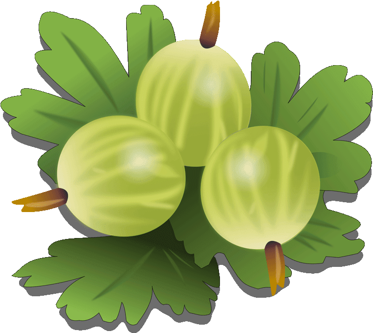 Downloads 7 Gooseberry Fruit Royalty Free Clipart - Gooseberry (1280x720)