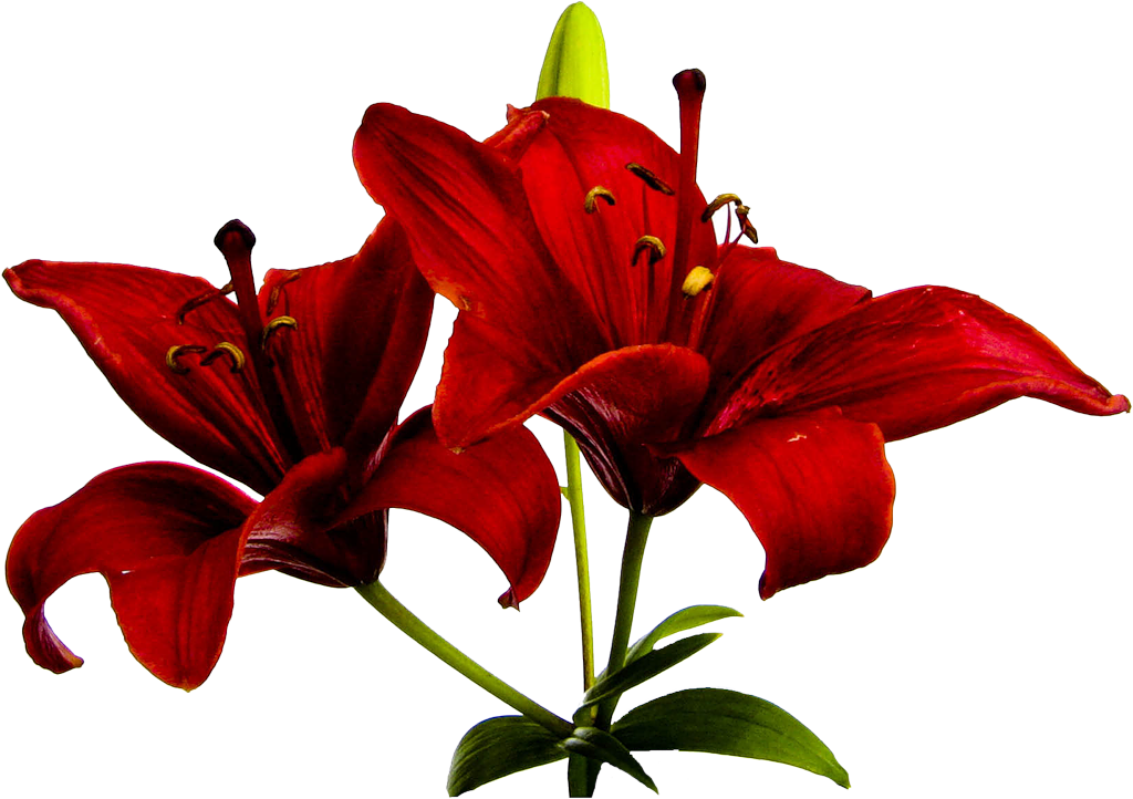 Orange Lily Flower Clip Art - Flower (1024x722)
