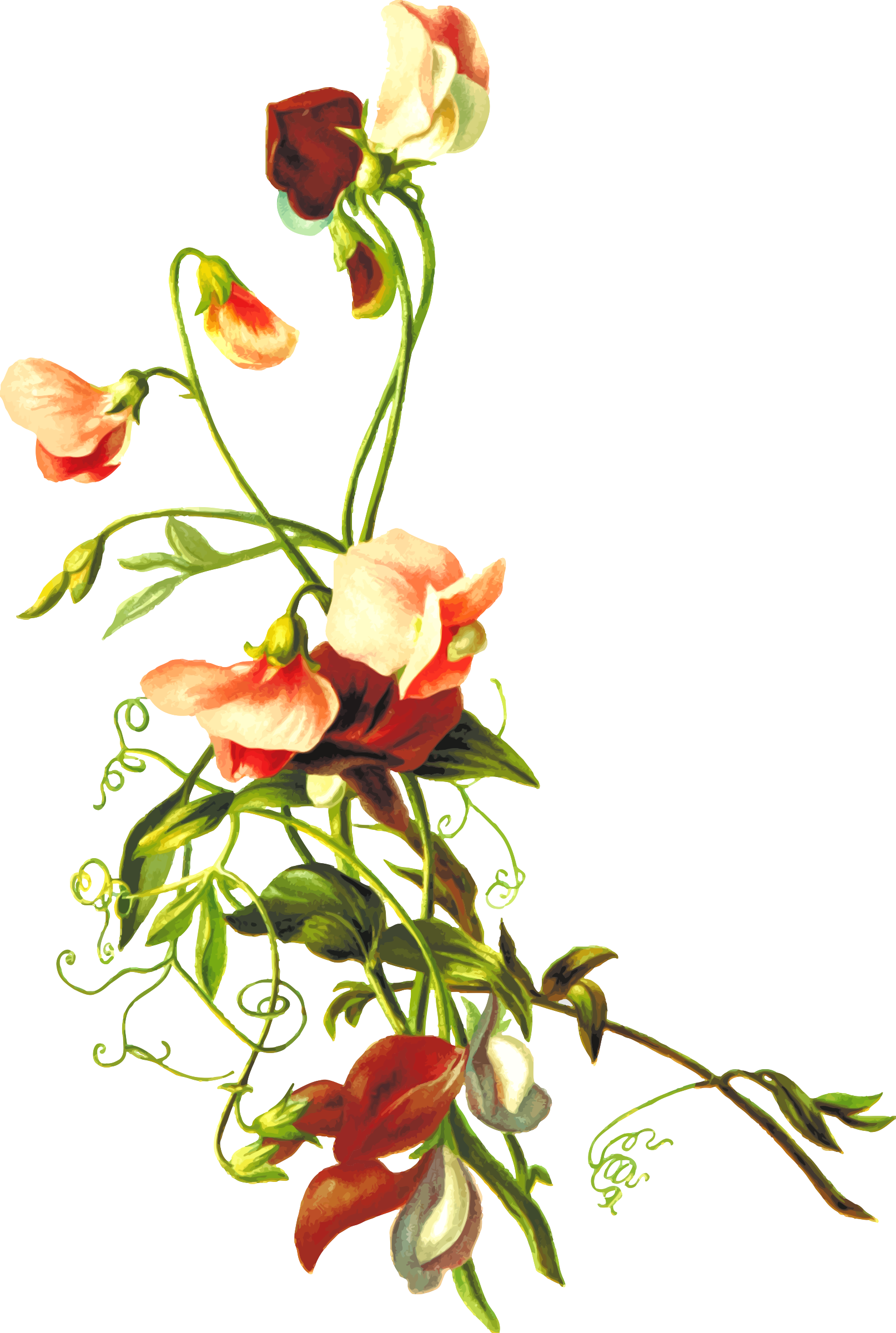 Flower 54 - Flower & Leaf Png (1614x2400)