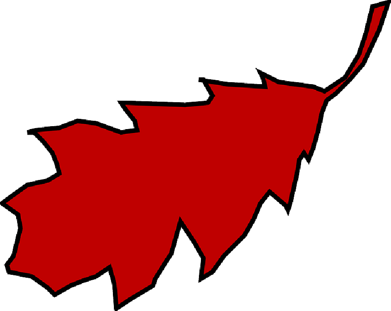 Fall, Outline, Leaf, Tree, Cartoon, Free, Plant - Red Oak Leaf Clipart (800x636)