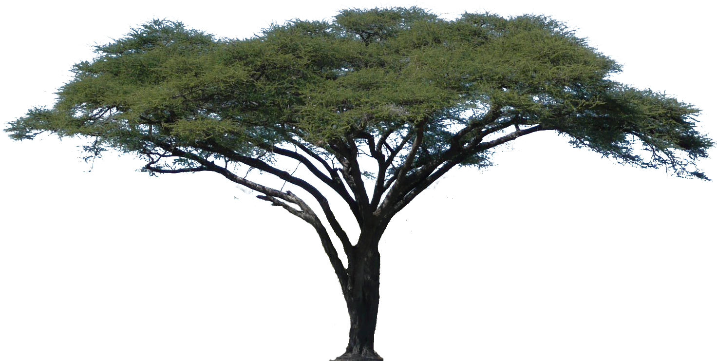 Clipart African Tree Realistic Acacia Pencil And In - Acacia Tree White Background (1472x741)