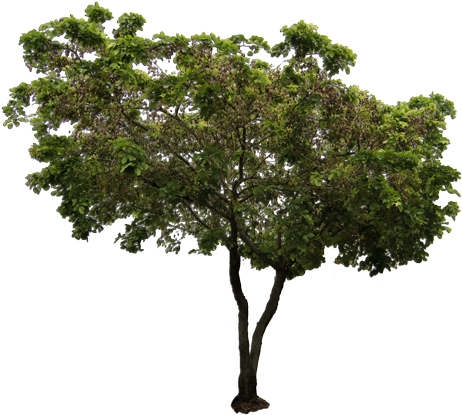 African Tree Png Bioenergy Plantations Australia - Millettia Pinnata Png (486x433)