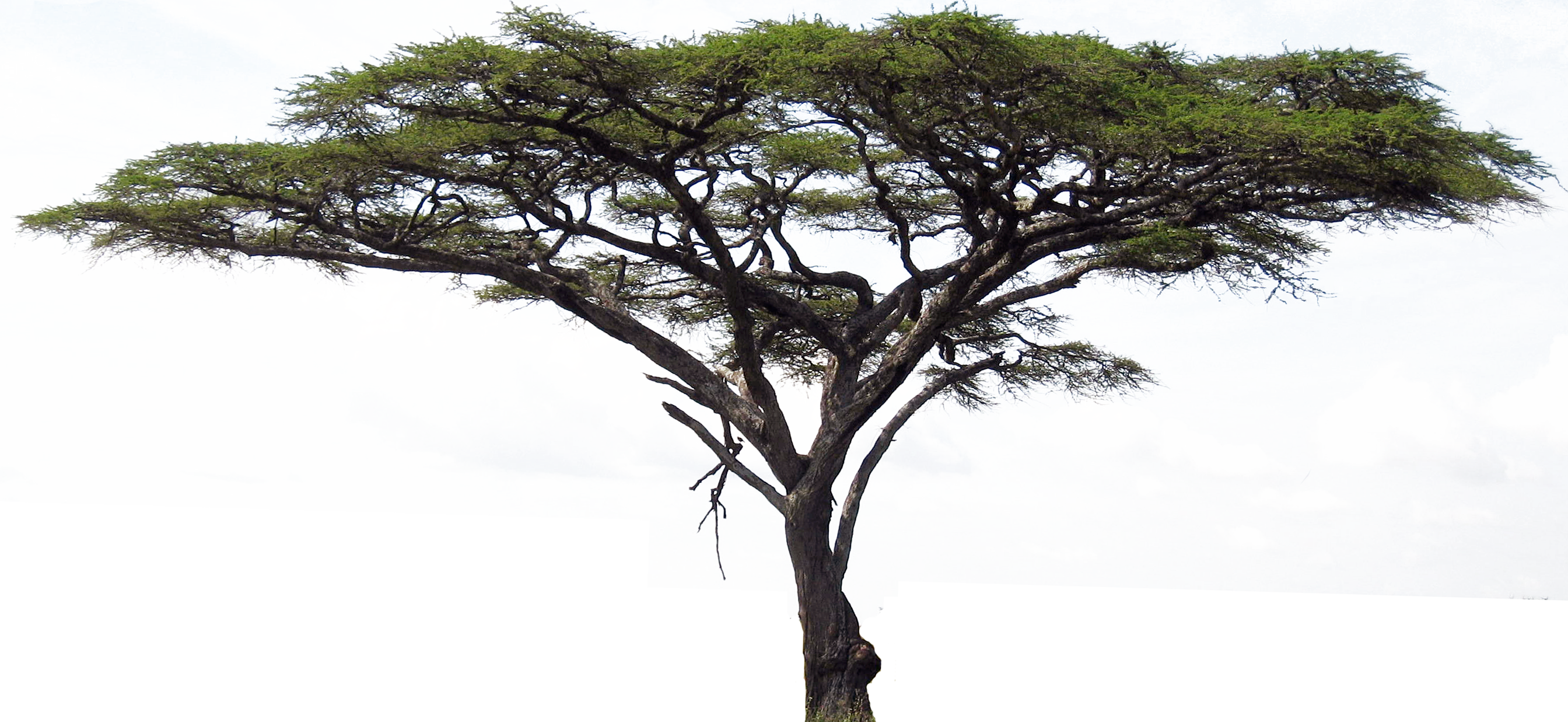 Acacia Cartoon Tree Stock Vector - Trees On The Serengeti (2688x1237)