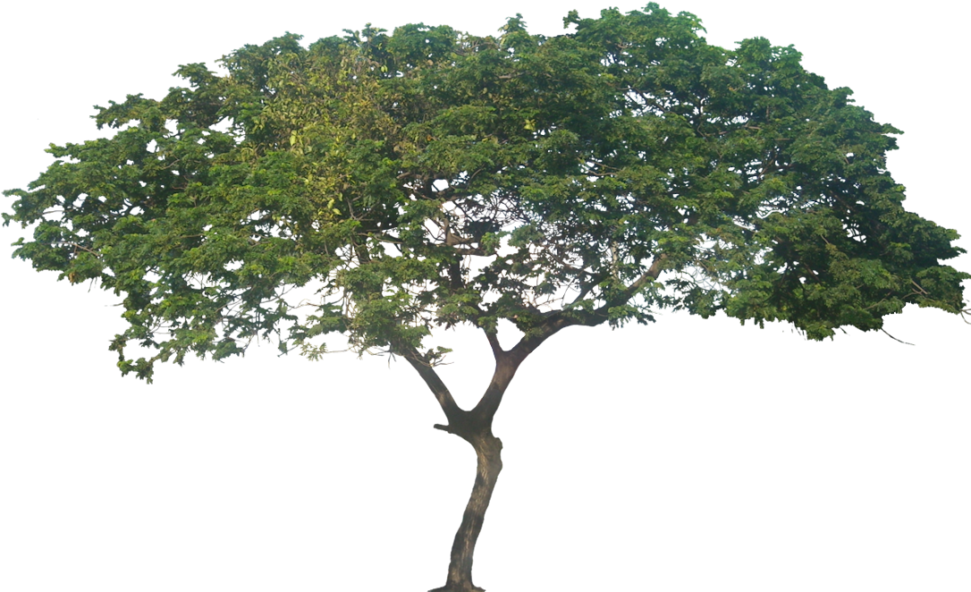 African Tree Png - Samanea Saman (1100x662)