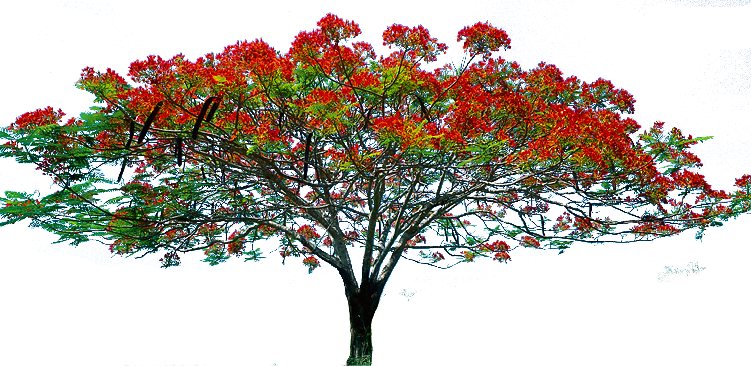 Trees Images Hd Png (751x366)