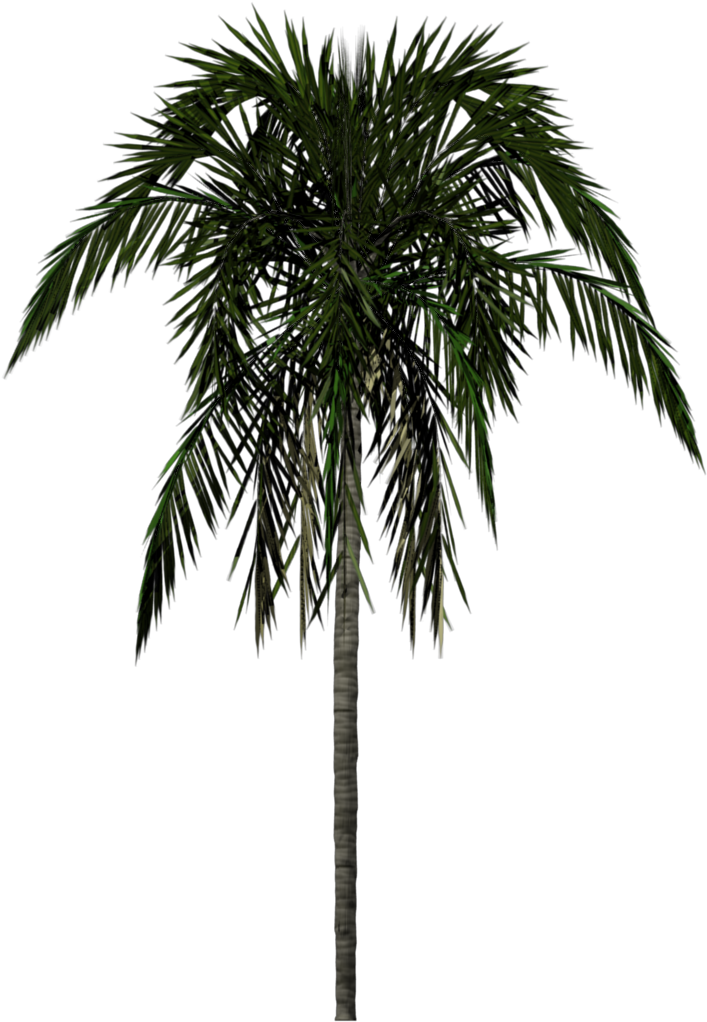 Coconut Tree Drawing Png Avec Palm Tree Drawing Png - 3d Palm Tree Png (768x1024)