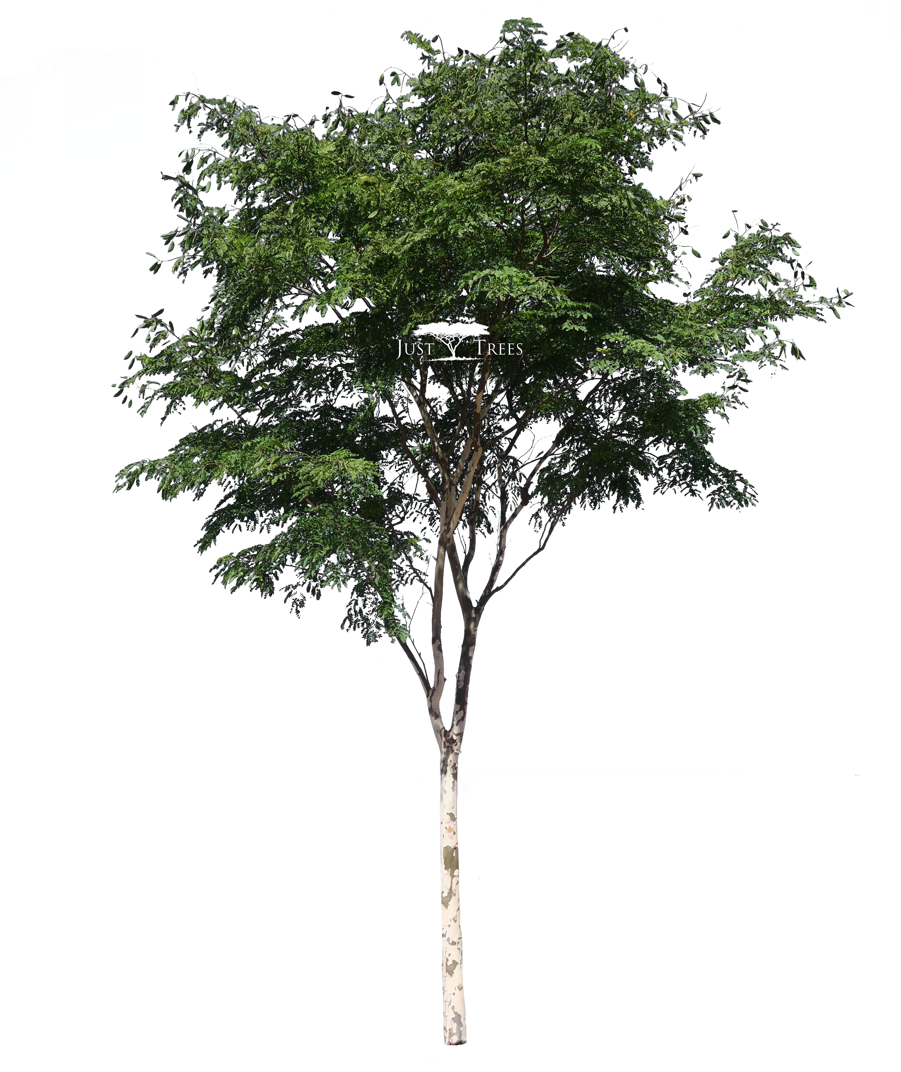 Caesalpina Ferrea - Tree Free 3d Model (2880x3568)