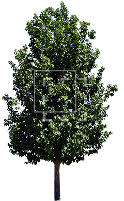 African Tree Png Parent Category - Alnus Glutinosa Tree Png (450x450)